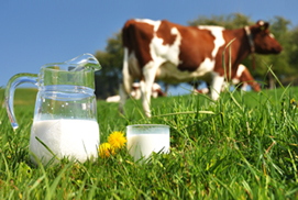 Süt Kalitesi ve Bakteri Sayımı